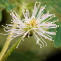 Mimosa pudica