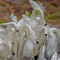 Monotropa uniflora