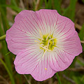 Plant.