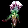 Paphiopedilum callosum