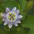 Flower in the Yucatan Peninsula.