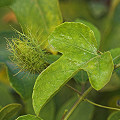 Leaf and bud in the Yucatan Peninsula.