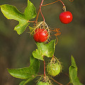 Fruit in the Yucatan Peninsula.