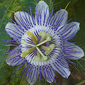 Passiflora foetida