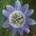 Flower in the Yucatan Peninsula.