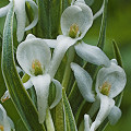 Platanthera dilatata var. leucostachys 