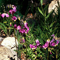 Primula tetranda