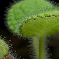 This Salvia is covered with glandular hairs