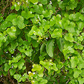 Plant.