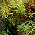 Sphagnum