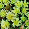 Sphagnum