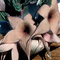 Stapelia gigantea