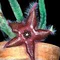 Stapelia leedertzae