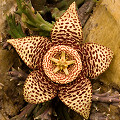 Stapelia variegata