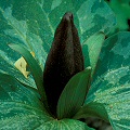 Trillium cuneatum