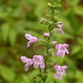Plant.