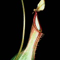 Nepenthes alata