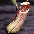 Nepenthes albomarginata