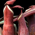 Nepenthes albomarginata