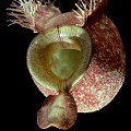 Nepenthes ampullaria