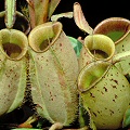 N. ampullaria