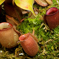 Nepenthes ampullaria