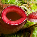 Nepenthes ampullaria