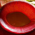 Looking down into a pitcher tube.