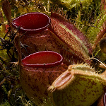 Nepenthes ampullaria