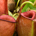 Red pitchers.