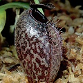 Nepenthes aristolochioides