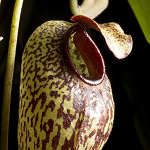 Nepenthes aristolochioides