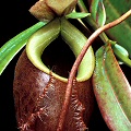 Nepenthes bellii