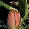 Nepenthes bicalcarata