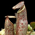 Nepenthes burbidgeae