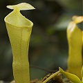 This little pitcher is from a plant fresh out of tissue culture.