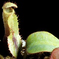 Nepenthes clipeata