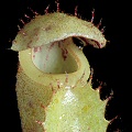 Nepenthes clipeata