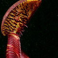 Nepenthes ephippiata