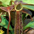 A pitcher developing mature coloration.