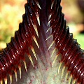 Nasty spines on this peristome.