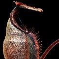 Nepenthes gymnamphora