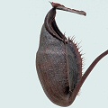 Nepenthes gymnamphora