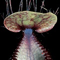 Immature pitchers have cool, ascending lid hairs.