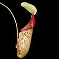 A colorful lower pitcher.