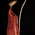 Nepenthes x superba