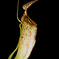 Nepenthes x superba