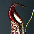 Nepenthes hybrid