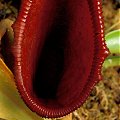 Nepenthes