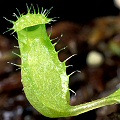 A single tiny pitcher.